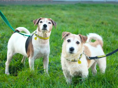 Dogs trust puppies for hot sale adoption